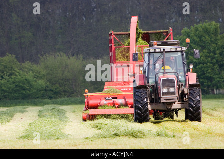 Bauer s Zugmaschine und Anhänger sammelt Heu aus einem Feld vor kurzem gemähten Gras Stockfoto