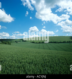 Downland Weizenernte auf grüne Ohr hügeligen Gebiet mit blauen Himmel Wolken Stockfoto
