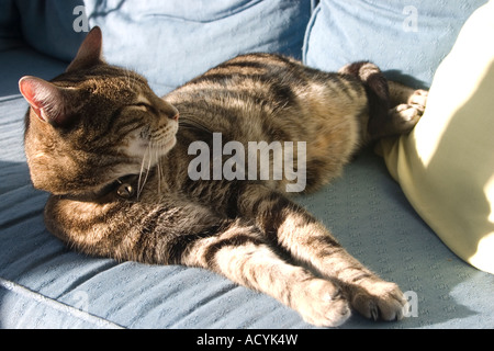 Rostige ein braun Tabby Katze dösen in der Nachmittag Sonne auf blauem Sofa Stockfoto