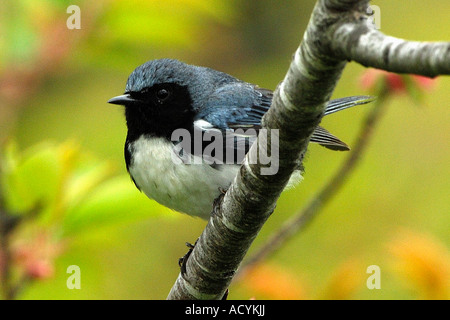 Black-throated blaue Grasmücke (Dendroica Caerulescens) Stockfoto