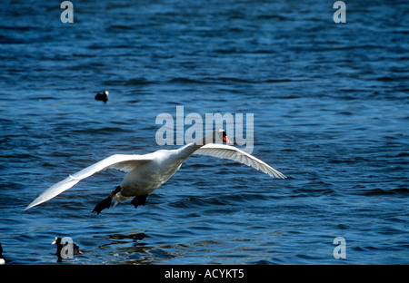 Höckerschwan Landung Stockfoto