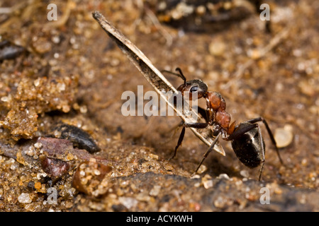 Holz Ameise Formica Rufa tragen wieder zum Maulden Holz Bedfordshire verschachteln verschachteln Stockfoto