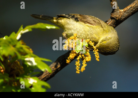 Orange-gekrönter Grasmücke (Vermivora Celata) Fütterung Stockfoto