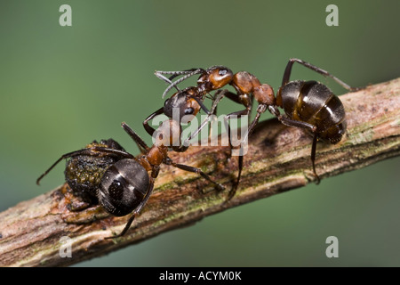 Holz Ameise Formica Rufa Fütterung Wache Ameise auf Zweig Maulden Holz bedfordshire Stockfoto