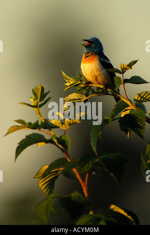 Männliche Lazuli Bunting (Passerina Amoena) Stockfoto