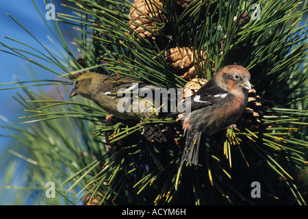 Weiß-winged Fichtenkreuzschnabel (Loxia Leucoptera) Futter für Pinienkerne Stockfoto