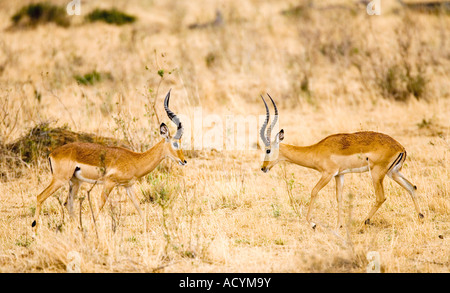 Gewährt Grant Gazellen Gazella Granti Masai Mara National Nature Reserve Kenia in Ostafrika Stockfoto