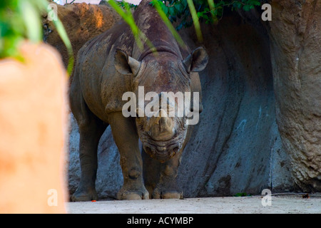 Black Rhino gerichtete Kamera Stockfoto