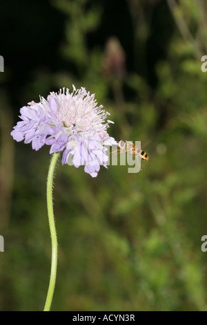 Feld Witwenblume Knautia Arvensis mit schweben fliegen in Mitte Flug County Durham UK Stockfoto