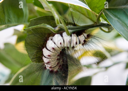 Weiße und schwarze haarige Raupe mit roten Flecken Stockfoto