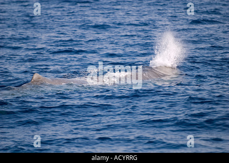 Pottwal, Physeter Macrocephalus, Bucht von Fethiye, Türkei zu atmen. Stockfoto