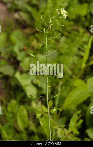 Hirtentäschel Capsella Bursa-pastoris Stockfoto