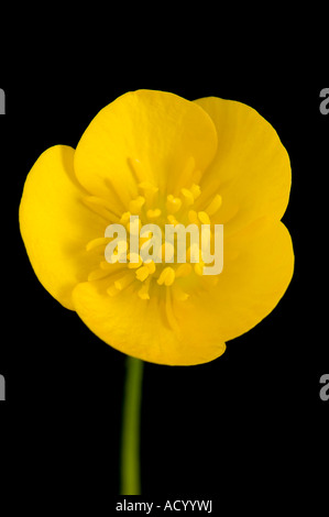Buttercup hautnah auf schwarzem Hintergrund Stockfoto
