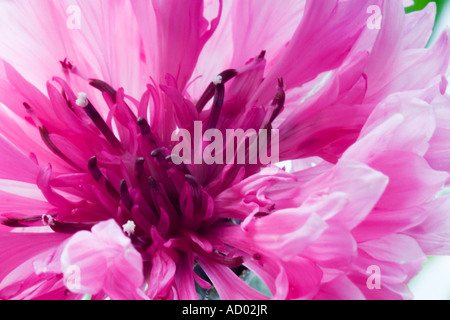 Nahaufnahme von Centaurea Cyanus Garten Sorte Stockfoto