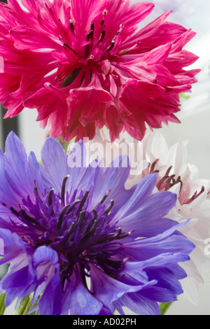 Nahaufnahme von Centaurea Cyanus Garten gemischte cultiver Stockfoto