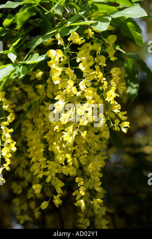 Gemeinsamen Goldregen Baum Laburnum Anagyroides Fabaceae Stockfoto