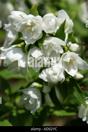 Verspotten Sie, Orangenblüten, Philadelphus Virginal, Hydrangeaceae Stockfoto