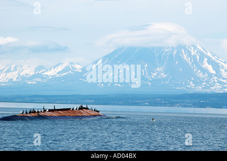 Pazifik Seevögel Kormorane und Möwen ruht auf versunkene Schiff in der Awatscha-Bucht vor Petropawlowsk Stadt Pacific Kamtschatka Stockfoto