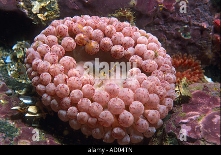 Farbe Vielzahl von ungewöhnlichen North Pacific Sea Anemone Cribrinopsis Olegi Actiniaria Blunt Tentakeln Meer unten Kamtschatka Stockfoto
