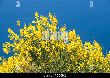 Gelber Ginster blühen Stockfoto