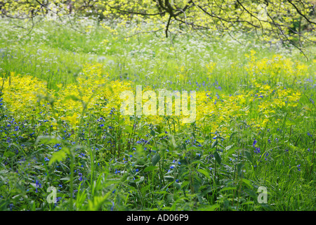 blühende Wiesenbereich in Kew Gardens London Stockfoto