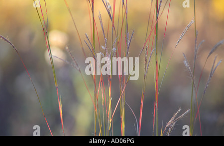 große Bluestem Rasen im späten Herbst Andropogon Gerardi nördlichen Illinois prairie Stockfoto