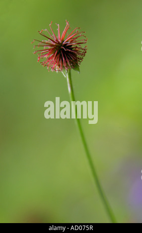 Herb Bennet Saatgut Kopf Geum Urbanum Rosengewächse Stockfoto