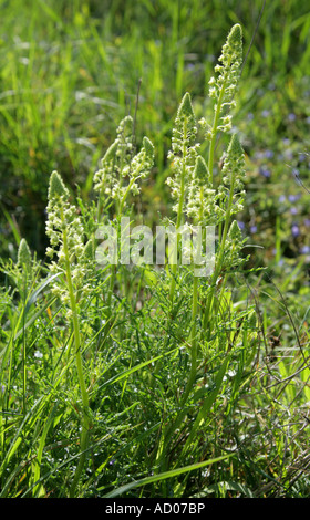 Wilde Mignonette Reseda lutea Stockfoto