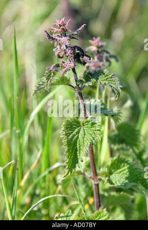 Brennessel, Urtica dioica Stockfoto