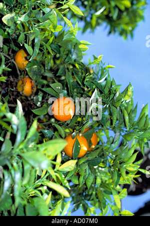 Orangenplantage in Südspanien Stockfoto