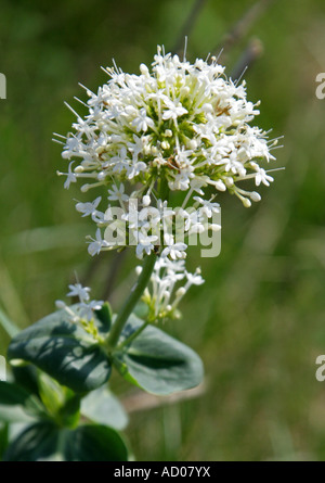 Roter Baldrian in der weißen Form Centranthus Ruber Valerianaceae Stockfoto