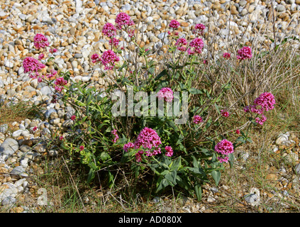 Roter Baldrian Centranthus Ruber Valerianaceae Stockfoto