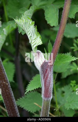 Bärenklau Heracleum Sphondylium Apiaceae Umbelliferae Stockfoto