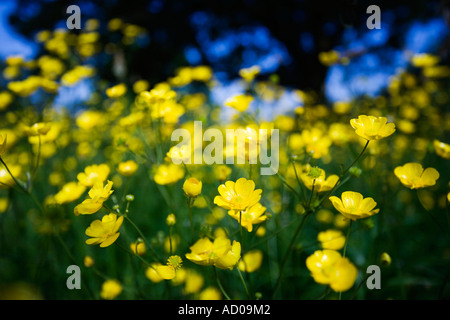 Butterblumen auf einer Wiese in Redditch, Worcestershire UK der Baum im Hintergrund ist eine Eiche Stockfoto