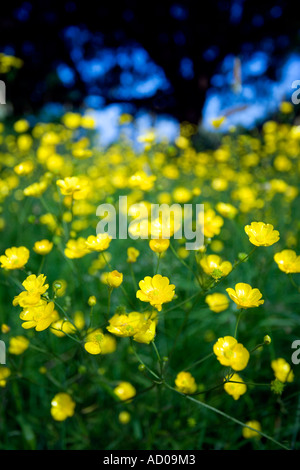 Butterblumen auf einer Wiese in Redditch, Worcestershire UK der Baum im Hintergrund ist eine Eiche Stockfoto