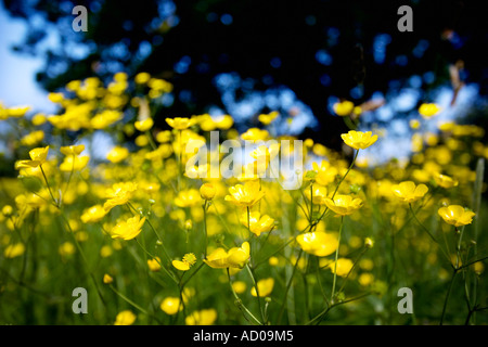 Buttercups in a meadow in Redditch Worcestershire UK The tree in the background is an oak Stockfoto