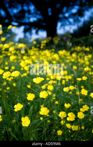 Butterblumen auf einer Wiese in Redditch, Worcestershire UK der Baum im Hintergrund ist eine Eiche Stockfoto