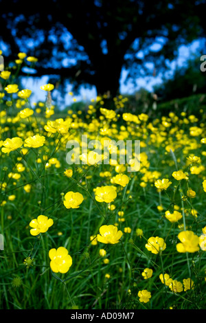 Butterblumen auf einer Wiese in Redditch, Worcestershire UK der Baum im Hintergrund ist eine Eiche Stockfoto