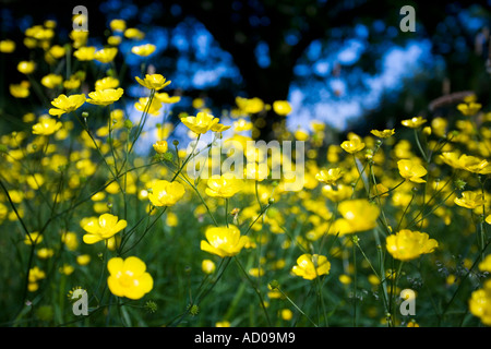 Butterblumen auf einer Wiese in Redditch, Worcestershire UK der Baum im Hintergrund ist eine Eiche Stockfoto