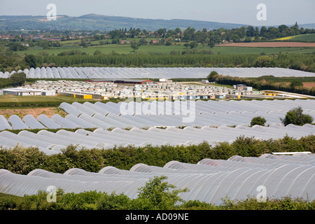 Erdbeeren wachsen in Folientunnel in der Nähe von Ivington in Herefordshire UK Stockfoto