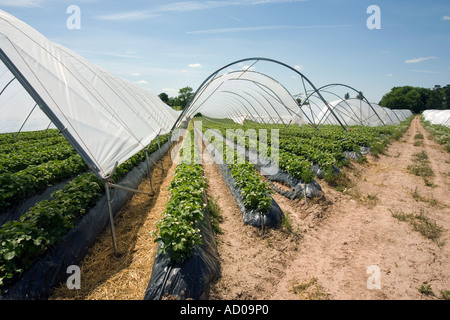 Erdbeeren im Folientunnel wächst in der Nähe von Stoke vorherige in Herefordshire UK Stockfoto