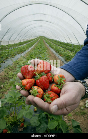 Ein Bauer hält eine Handvoll Erdbeeren im Folientunnel in Herefordshire in der Nähe von Ross on Wye Stockfoto