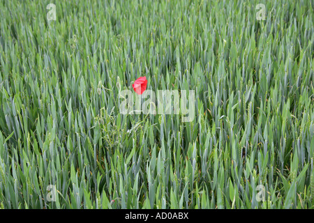 Einzelne rote Mohnblume in einem Weizenfeld Stockfoto