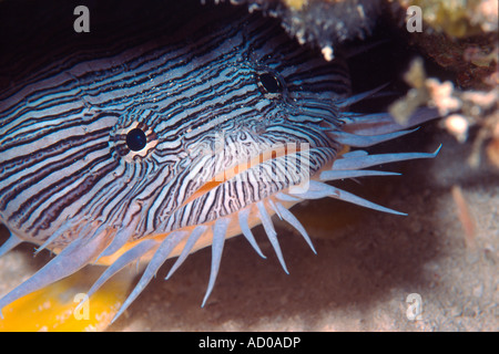 Kröte Fisch, Unterwasser, Mexiko, Cozumel Ozean, Meer, Tauchen, Tauchen, Unterwasserwelt, Leben im Meer, eigentümliche, endemisch, Karibik, Fisch Stockfoto