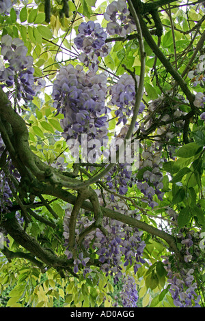 Chinesischer Blauregen, Wisteria Sinensis, Fabaceae Stockfoto