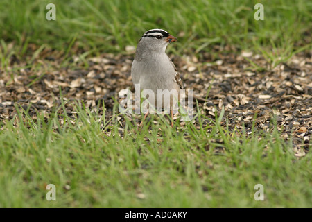 Weiß – Crowned Sparrow Essen Sonnenblumenkerne Stockfoto