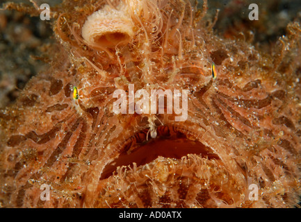 behaarte Frosch Fisch, Unterwasser, Indonesien, Lembeh strait, Ozean, Meer, Tauchen, Tauchen, Unterwasserwelt, Tarnung, Leben im Meer, Muck Tauchen Stockfoto