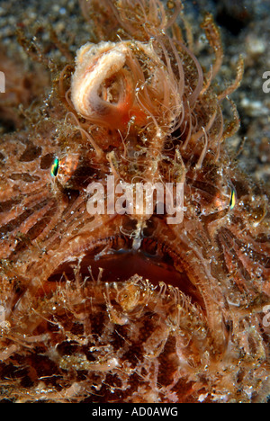 behaarte Frosch Fisch, Unterwasser, Indonesien, Lembeh strait, Ozean, Meer, Tauchen, Tauchen, Unterwasserwelt, Tarnung, Leben im Meer, Muck Tauchen Stockfoto