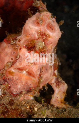 Frosch Fisch, Unterwasser, Indonesien, Lembeh strait, Ozean, Meer, Tauchen, Tauchen, Unterwasserwelt, Tarnung, Leben im Meer, Muck Tauchen Stockfoto