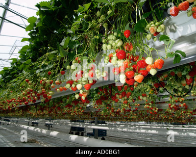 Tausende von Reifen und unreifen Erdbeeren hängen von den Pflanzen, die in abgehängten lange Schalen in einem großen Gewächshaus wachsen Stockfoto